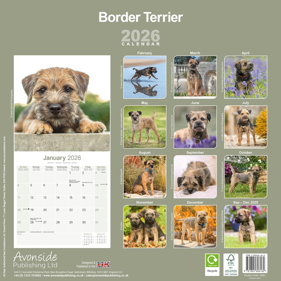 image 1 of Border Terrier 2026 Calendar | Square Wall Calendar | Dog Breed Gift | Plastic Free Packaging | by Avonside Publishing