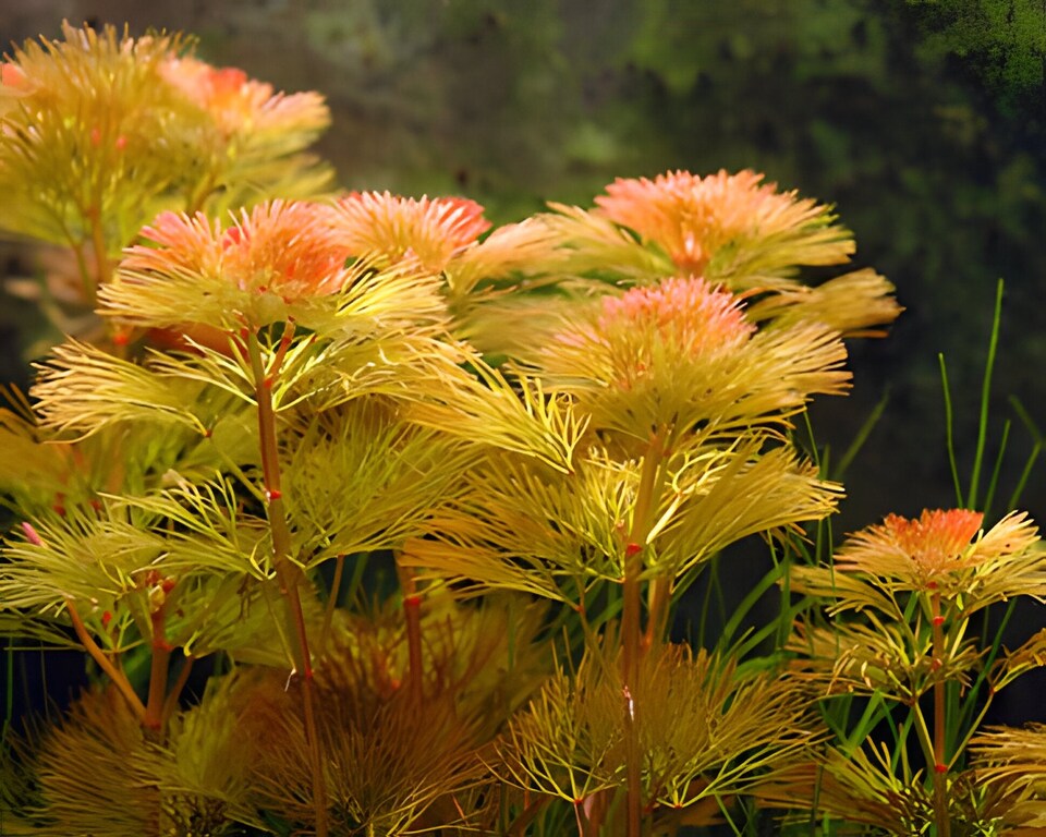image 1 of Fanwort (Cabomba furcata) - Live Aquarium Plant for Background Planting, Red Foliage, Bright Light - Fish Tank Plant