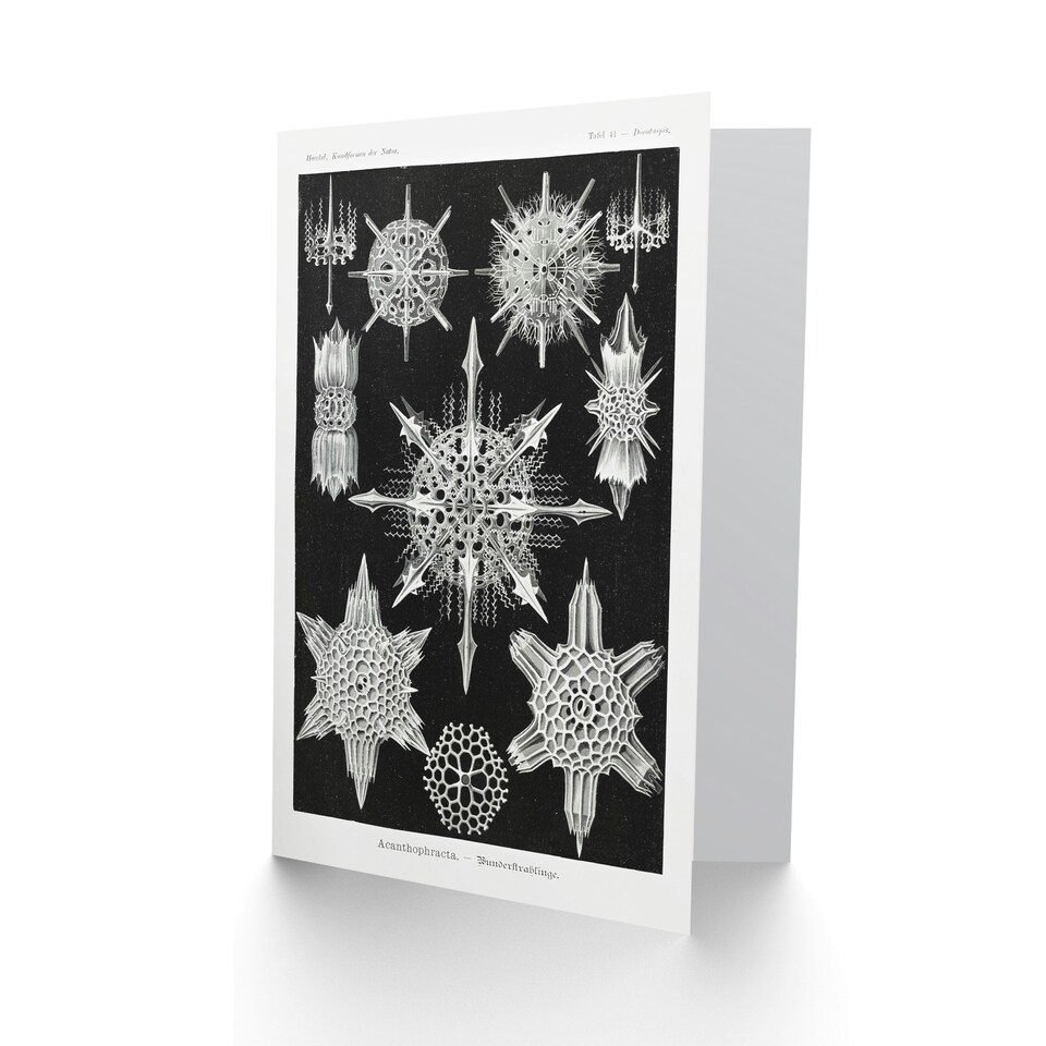 image 1 of Ernst Haeckel Art Card Acanthophracta Black White Marine Life
