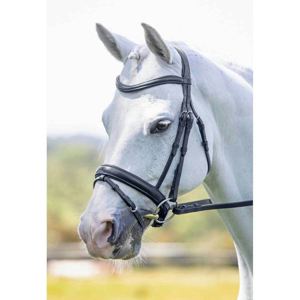 image 1 of Velociti Leather Dressage Horse Flash Noseband - Black - Full
