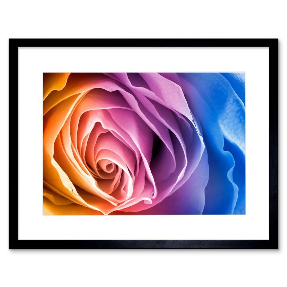image 1 of Rainbow Gradient Colour Macro Rose Flower Bloom 9x7" Black Framed Wall Art Print