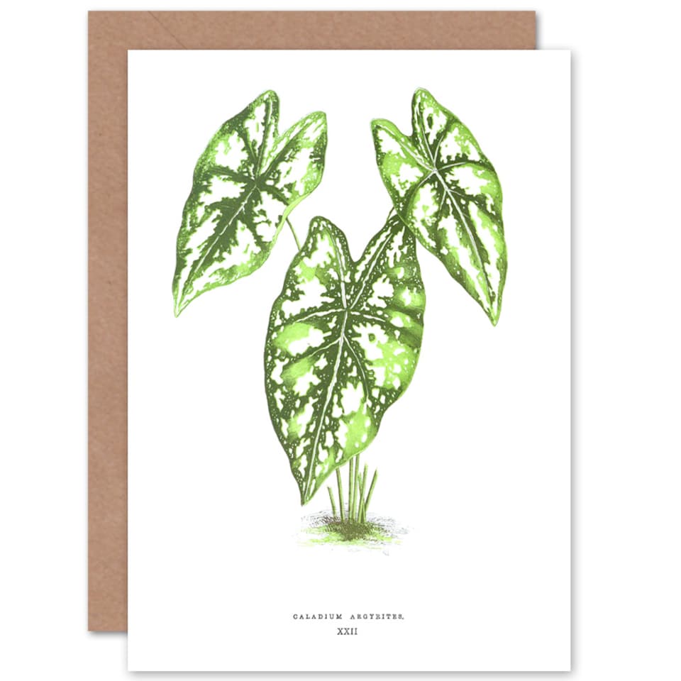 image 1 of Botanical Gardner Leaf Caladium Argyrites Greetings Card