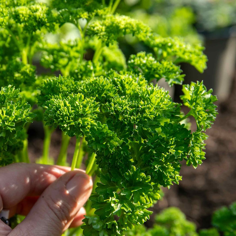 image 1 of Marshalls Garden Parsley 'Moss Curled'