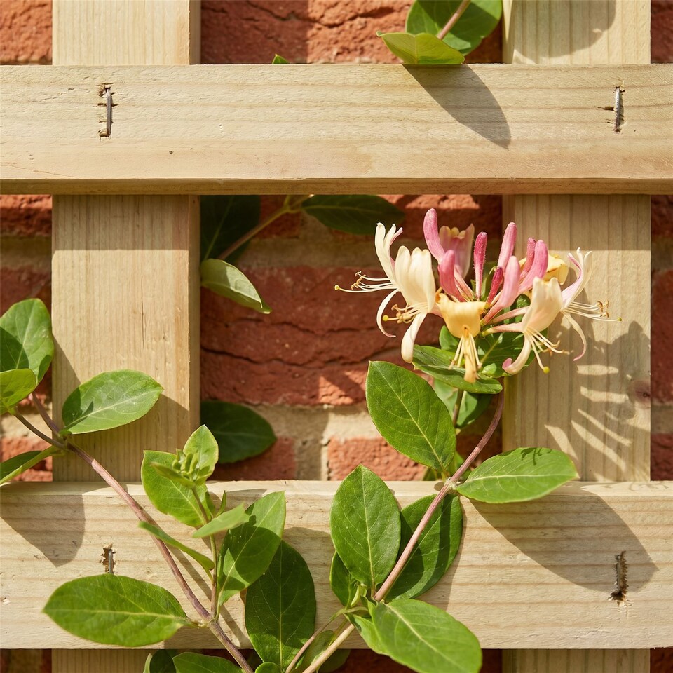 image 1 of Privacy Arch Top Wooden  W:6ft x H:5ft Trellis Fence Topper Plant Support (Pack of 3)