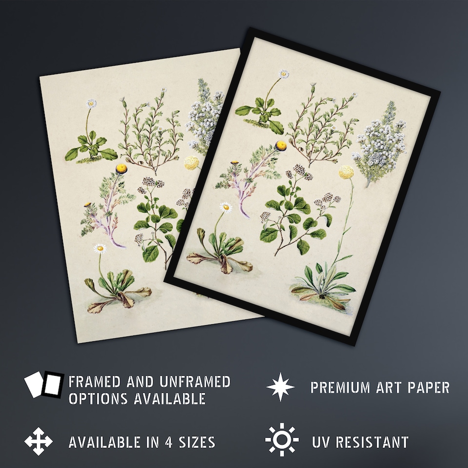 image 1 of Native New Zealand Wildflowers Artwork Featon Wall Art Poster Print 12X16"