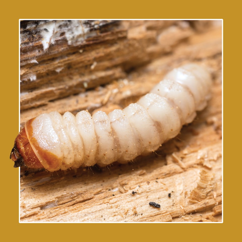 image 1 of Soluguard Woodworm Treatment - Ready For Use High Strength Woodworm Killer (5 Litre, Clear)