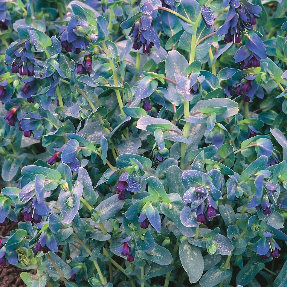 image 1 of Cerinthe Blue Kiwi | Multi | Sea blue bracts and tubular purple and yellow flowers | 45cm | 1