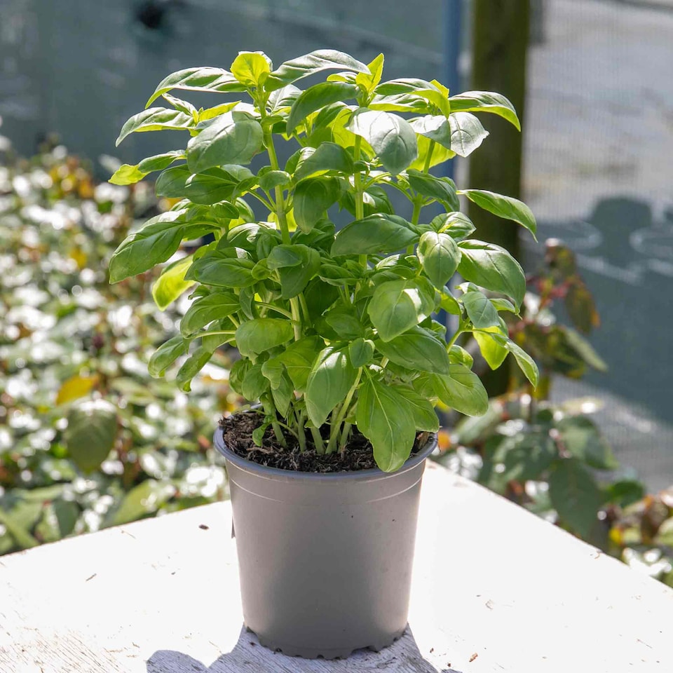 image 1 of Basil Sweet Italian 1 litre
