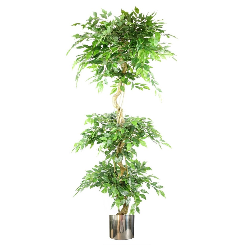 image 1 of 180cm Artificial Twisted Trunk Fruticosa Ficus Tree Triple Ball Topiary 1984 Leaves Silver Metal Planter