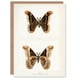 image 1 of Sherman Denton Art Card Promethea Silk Moth Male