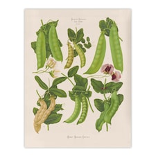 Sugar Peas Vintage Illustration Ernst Benary Wall Art Poster Print 12X16"