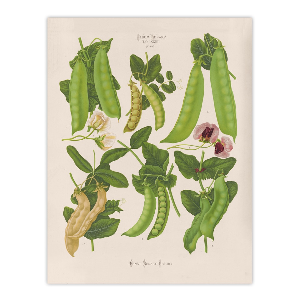 image 1 of Sugar Peas Vintage Illustration Ernst Benary Wall Art Poster Print 12X16"