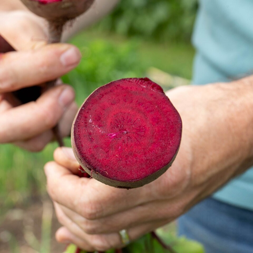 image 1 of Marshalls Garden Beetroot 'Pablo' 12 plug plants | Red | Red and Purple