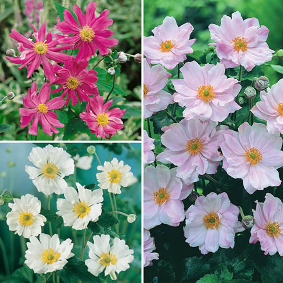image 1 of YouGarden Hardy Japanese Anemone Collection, Set of 3 Established Plants, 9cm Pots, Long-Flowering, Pollinator-Friendly