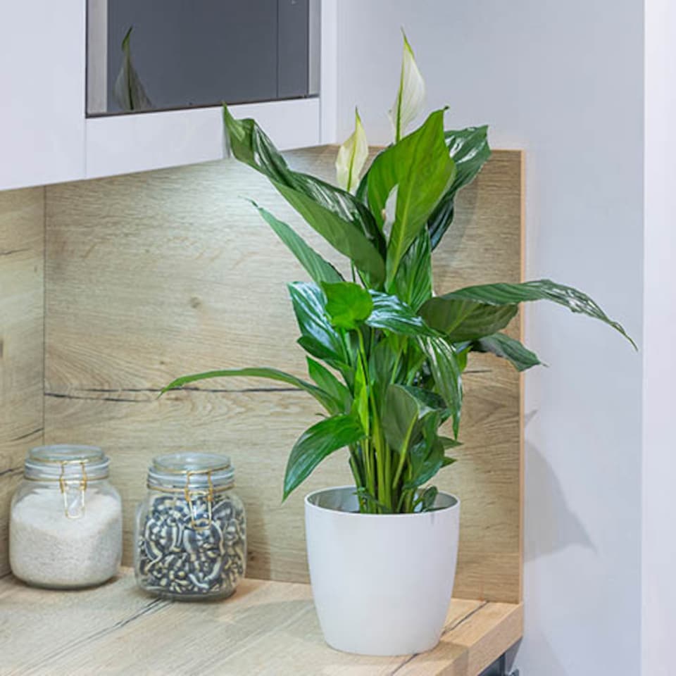 image 1 of Spathiphyllum Peace Lily Indoor Plants 'Sweet Silver' in a 14 cm Pot - House Plants for Purifying Air - Air Purifying Plants Indoor Plant