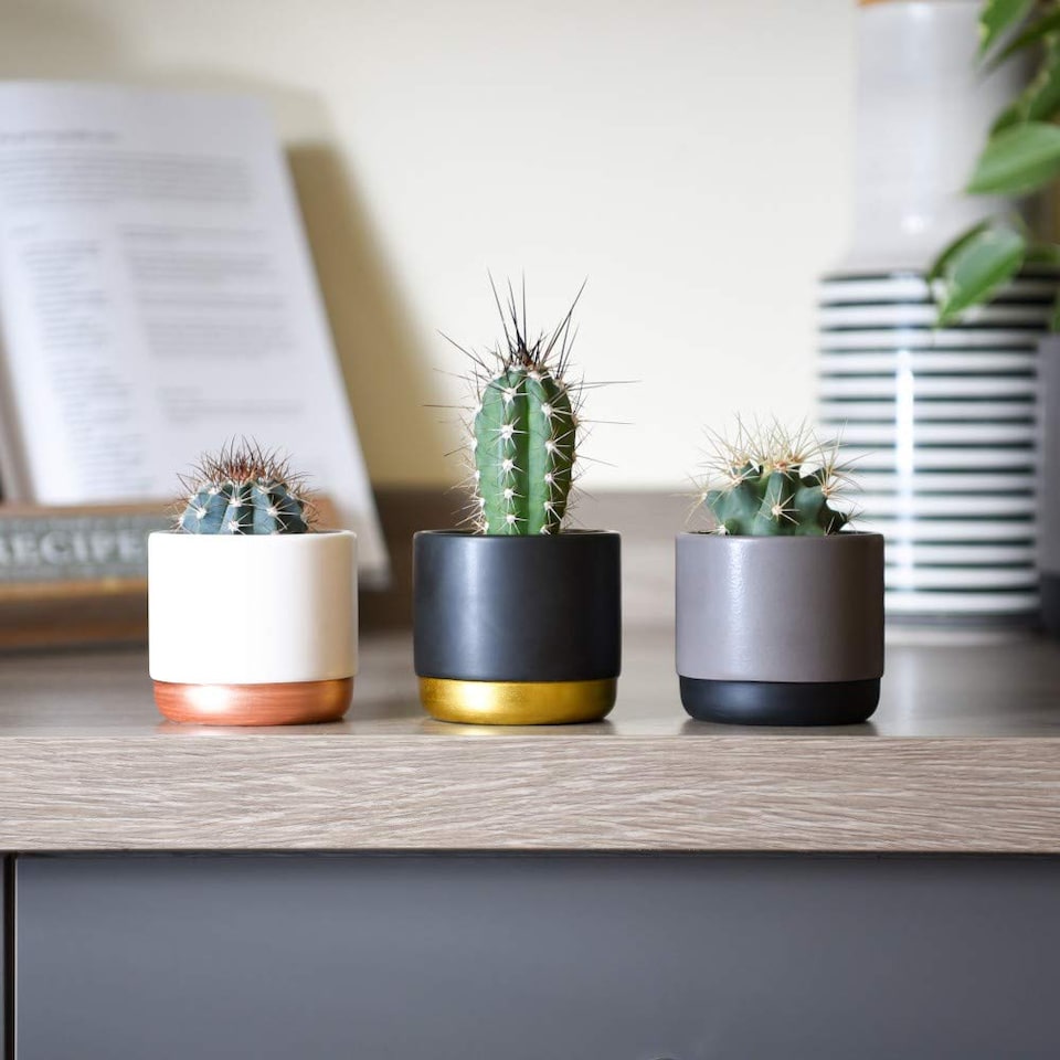 Mini Cactus Collection Houseplants  - 3 plants