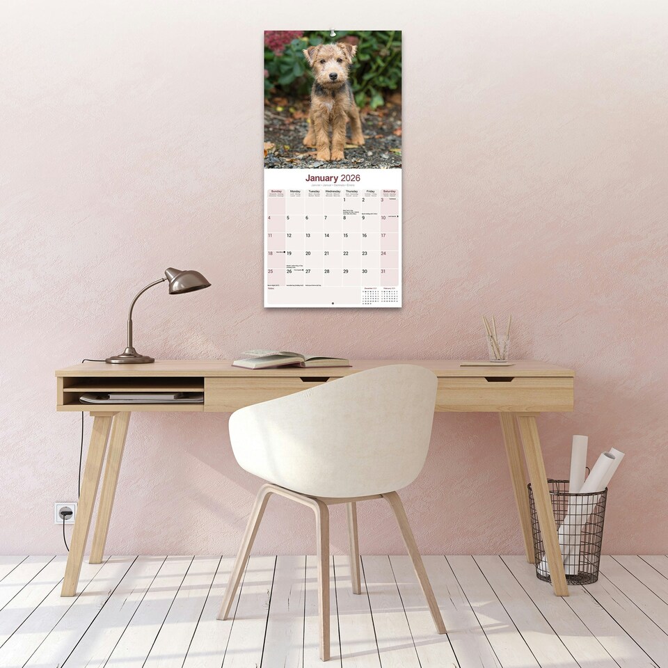 image 1 of Lakeland Terrier 2026 Calendar | Square Wall Calendar | Dog Breed Gift | Plastic Free Packaging | by Avonside Publishing