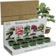 image 1 of Pronto Seed Grow Your Own Bonsai Tree Kit - 5 Bonsai Seed Varieties - Gardening Gifts for Men and Women