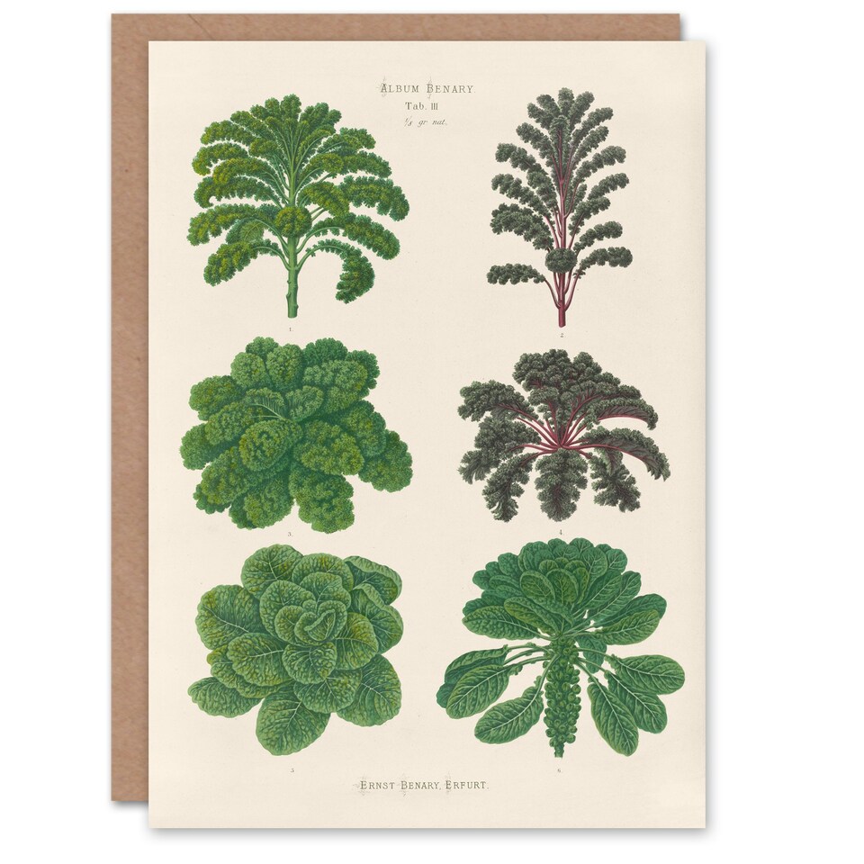 image 1 of Ernst Benary Art Card Kale and Brussel Sprouts Vintage Botanical