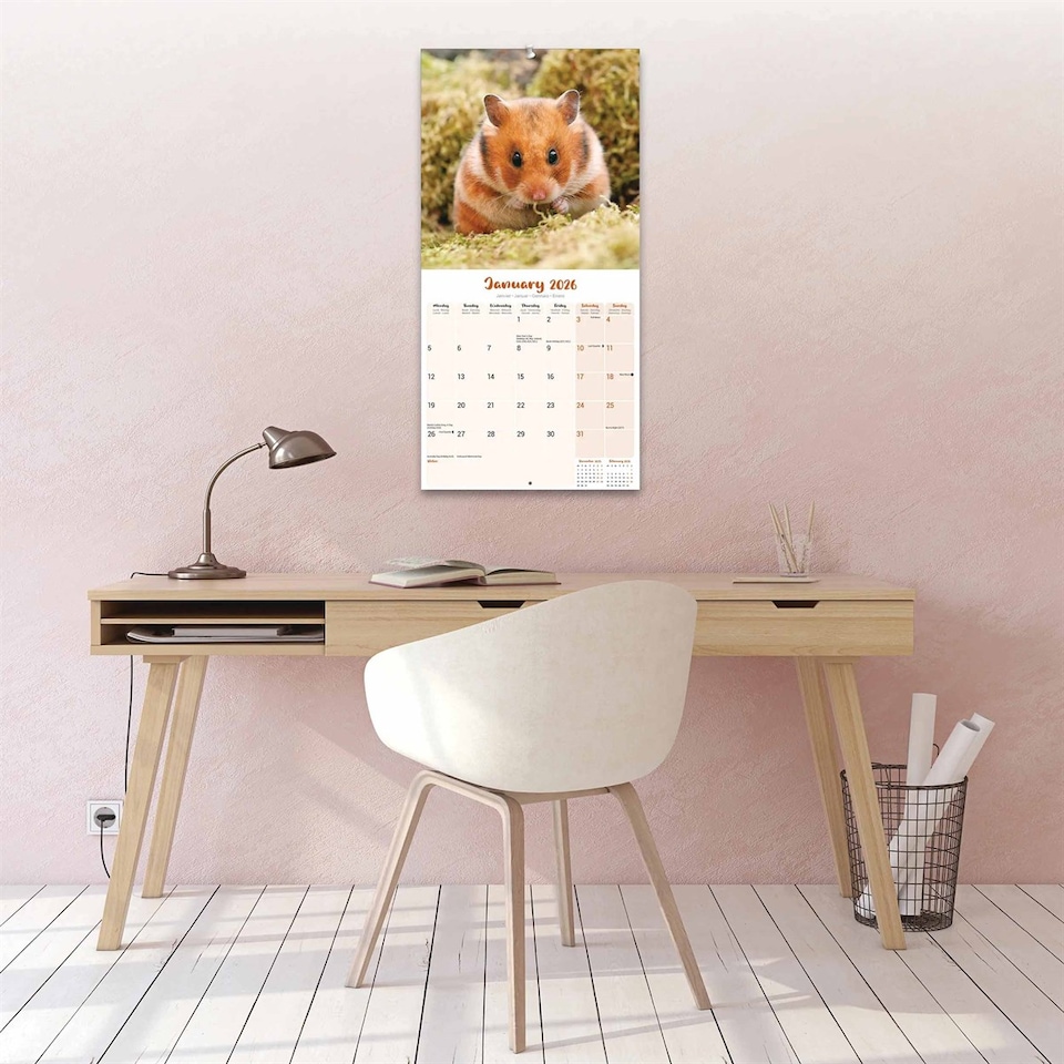 image 1 of Hamsters 2026 Calendar | Square Wall Calendar | Animal Gift | Plastic Free Packaging | by Avonside Publishing