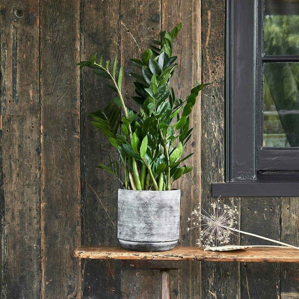 image 1 of Tivoli Planter Earth Grey
