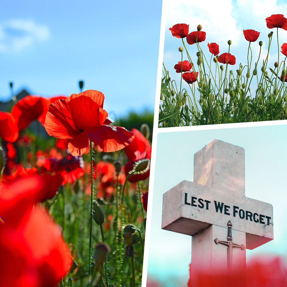 image 1 of Pegdev 25g Red Poppy Wild Flower Seeds for Stunning Summer Blooms