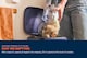 image 3 of VAX LiftOut Corded Upright Vacuum Cleaner CDUP-LOXS