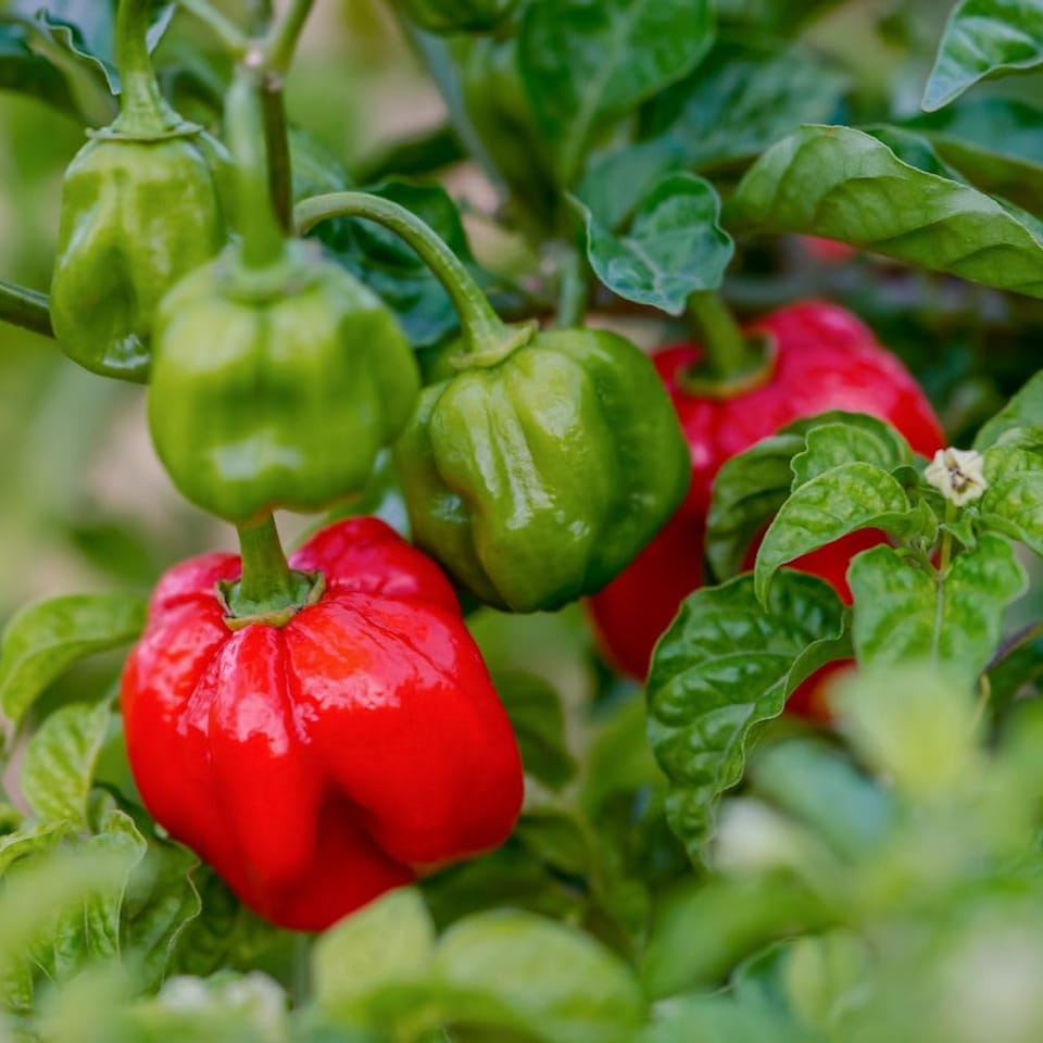 image 1 of Scotch Bonnet Red Chilli Pepper Seeds - Habanero Type Fruity Extreme Heat 400K SHU - Indoors/Outdoors