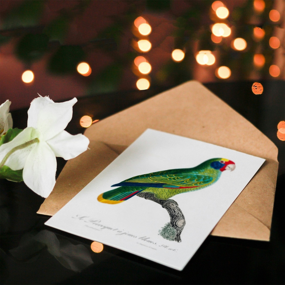 image 1 of Francois Levaillant Art Card Red And Blue Amazon Parrot