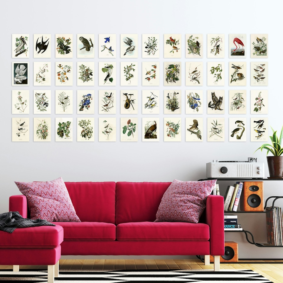 image 1 of John Audubon Birds of America Illustrations A6 Art Set of 50 Unframed Prints | Multi