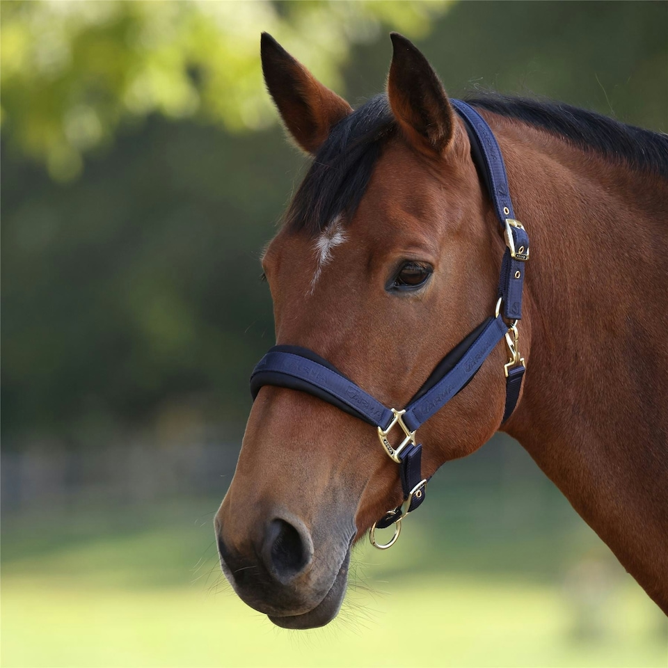 image 1 of ARMA Padded Headcollar Black | Size: X-Full
Colour: Black Cherry