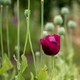 image 6 of Poppy Laurens Grape | Multi | Purple | Flower Seeds | 1