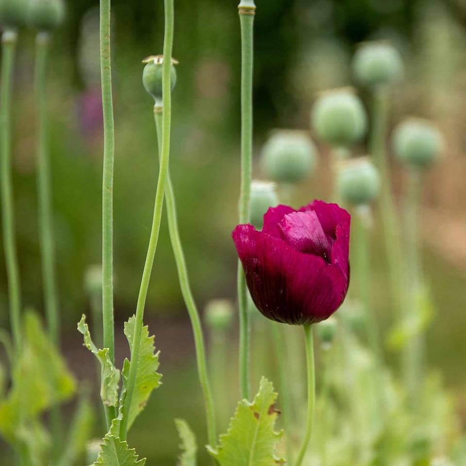 image 1 of Poppy Laurens Grape | Multi | Purple | Flower Seeds | 1