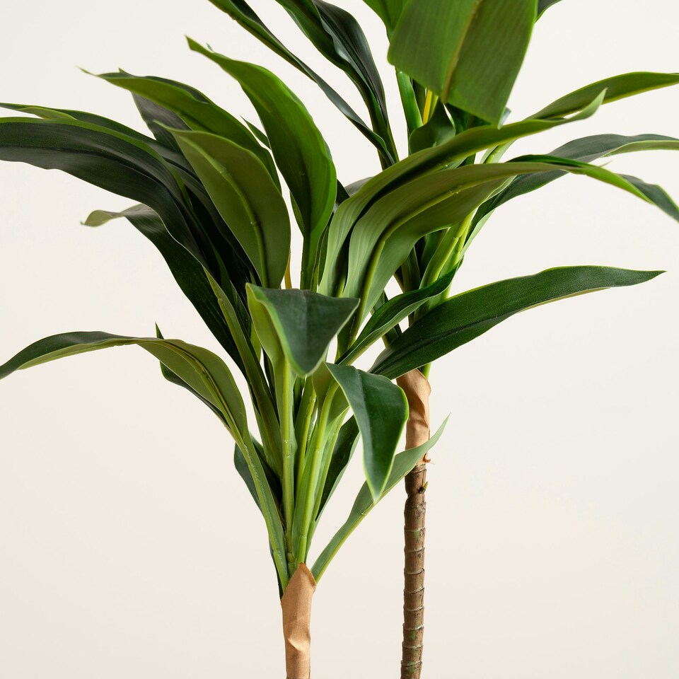 image 1 of 60Cm Real Touch Dracaena Green | One Size