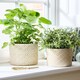 image 2 of Corona Diamond Patterned Planters White