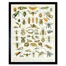 Millot Encyclopedia Page Insects Cicada 12x16" Framed Wall Art Print