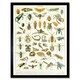 image 1 of Millot Encyclopedia Page Insects Cicada 12x16" Framed Wall Art Print