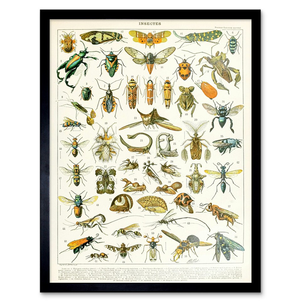 image 1 of Millot Encyclopedia Page Insects Cicada 12x16" Framed Wall Art Print