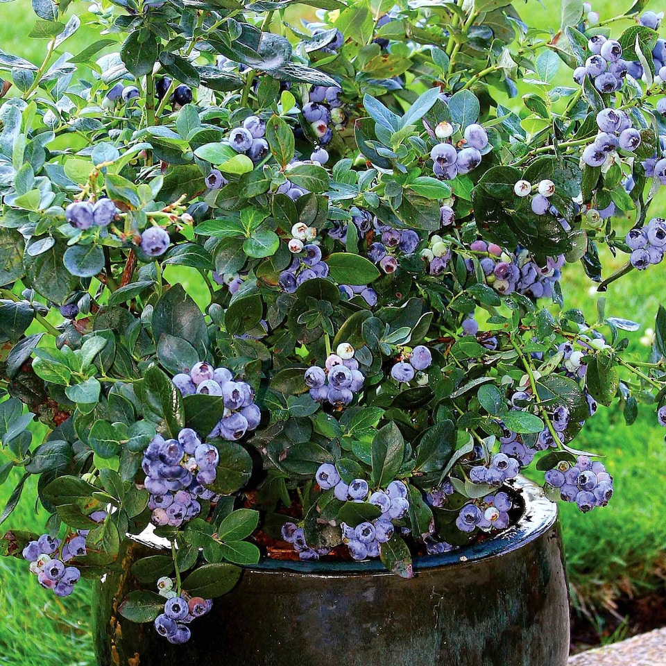 image 1 of Marshalls Garden Blueberry 'Northcountry' Compact, Self-fertile, 2 litre