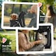 image 10 of PawHut Pet Stroller Pushchair Carrier for Cat Puppy with 3 Wheels Black