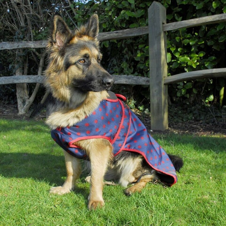 image 1 of Rhinegold Highland Dog Coat Blue | L