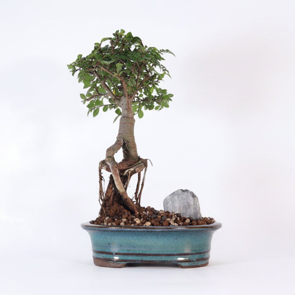 image 1 of Yorkshire Bonsai Chinese Elm (Ulmus Parvifolia) Bonsai Tree Broom In 16cm Pot Great Gift