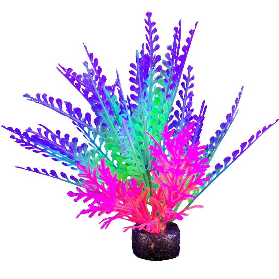 image 1 of Marina iGlo Plant Purple Haze Fern 5.5"