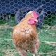 image 2 of True Products PVC Coated Galvanised Chicken Wire Netting - Rabbit Poultry Fence 50mm Mesh - 1m x 10m