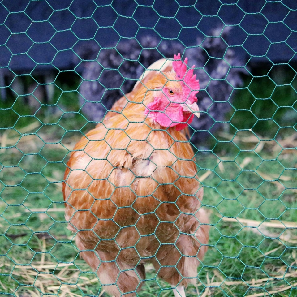 image 1 of True Products PVC Coated Galvanised Chicken Wire Netting - Rabbit Poultry Fence 50mm Mesh - 1m x 10m