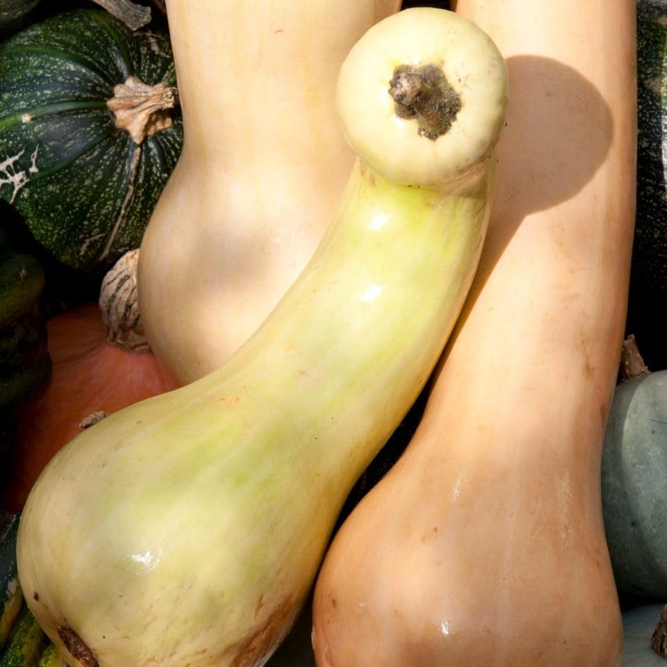 image 1 of Tahiti Melon Squash Large Sweet 5-10kg Fruits Heritage Butternut Excellent Keepers Roasting Perfect