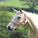 image 6 of Shires Wessex Headcollar Blue | Size: Full
Colour: Navy/Silver