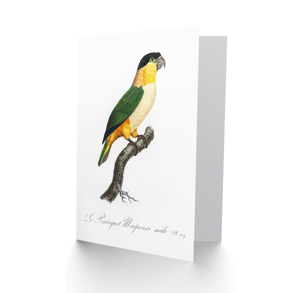 image 1 of Francois Levaillant Art Card The Black Headed Parrot