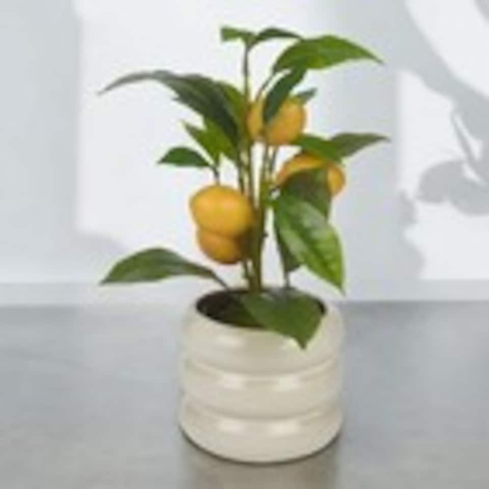image 1 of Artificial Citrus Lemon Fruit Tree Flower Pot | Cream | Cream gloss | 1