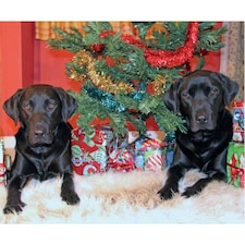 Kevin Milner Christmas In Labradorland Christmas Card - Multicoloured - One Size